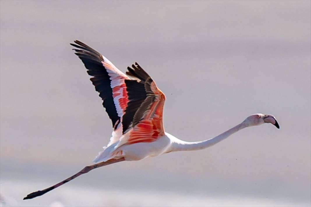 Konya’nın flamingo cenneti! 180 türe ev sahipliği yapıyor, görsel şölen sunuyor 27